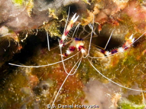 Banded coral shrimp by J. Daniel Horovatin 